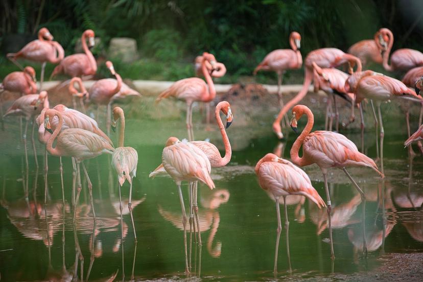 The Season of Flamingos - September through March
