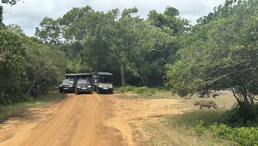 Yala's Busiest Blocks Are Closed Until Mid-October — Here's Where to Safari Instead